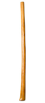 Gloss Finish Flared Didgeridoo (TW1421)